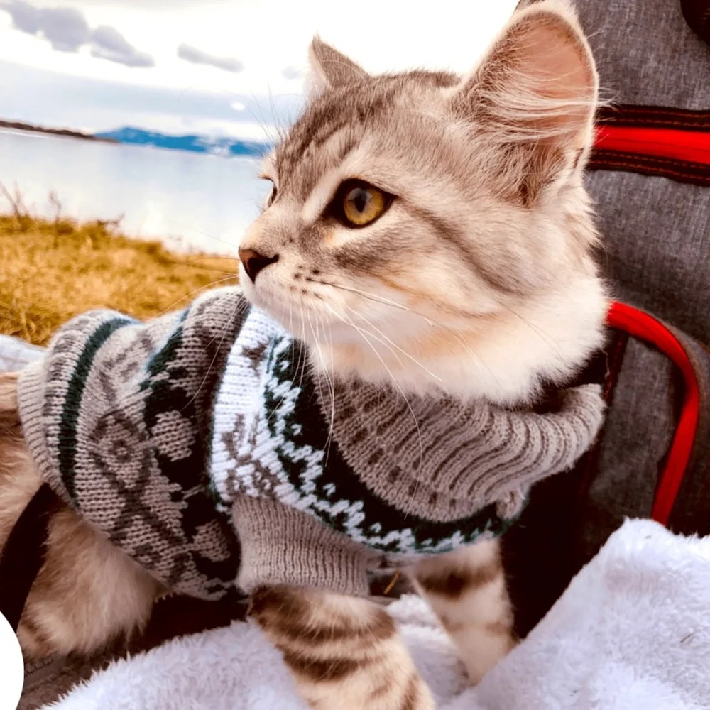 NWOT Pet Sweater